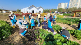 [용인소식] 시민농장 텃밭에 2700명 몰려 뜨거운 열기 등