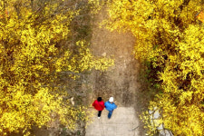 [머니S 포토] 이천백사산수유마을 상춘객 발길 이어져