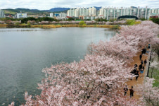 만석공원·광교마루길…수원 벚꽃지존 나들이 어떠세요