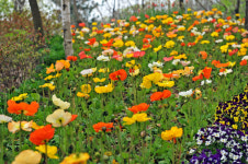 [머니S포토] 용인 농촌테마파크로 봄 소풍 오세요