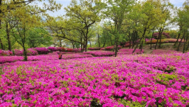 [주말 여기 어때] 파주 월롱산철쭉 구경 오세요