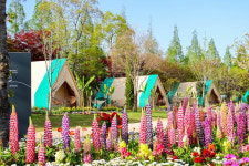 [여행픽]튤립부터 겹벚꽃까지… 1박2일 순천 낭만 기행