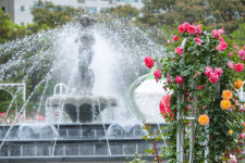 [머니S포토] 2024 고양국제꽃박람회 야외정원 장미원