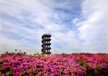 [머니S포토] 시흥 갯골생태공원엔 봄꽃 향기 솔솔