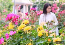 [포토스토리] 꽃의 여왕 장미의 유혹… 중랑천으로 오세요