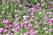 [머니S포토] 양주천만송이천일홍축제 즐겨 보세요