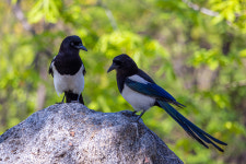 까치까치 설날은 왜 어저께?… 명절에 숨겨진 재밌는 이야기들