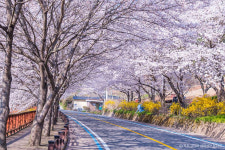 [여행픽] 지금이 제일 예뻐요… 봄꽃 다 모인 구례 여행