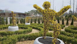 [수원 소식] 영흥수목원, 개나리 테마 토피어리 정원 조성