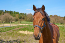 제주서 농장말 탈출·도로 위 질주… 위험천만한 상황도