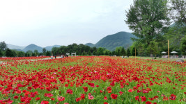[가평 소식] 자라섬 꽃 페스타 등 올해 대표축제 6건 선정