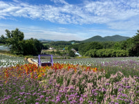 [고창 소식] 라벤더 향기 가득한 청농원에서 힐링하세요