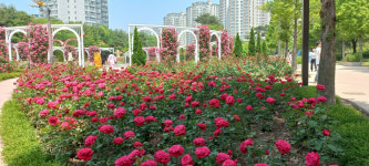 오산 고인돌공원서 24일부터 오! 해피 장미 빛 축제