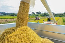 [머니S 포토] 화성 정남면서 올해 첫 벼 수확