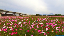 구리 코스모스축제 26일 개막…드론쇼 등 볼거리 풍성
