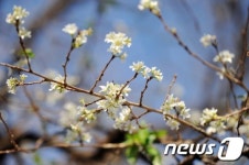 [사진] 봄도 아닌데 활짝 핀 제주 벚꽃…가을 맞아?
