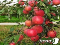 충남도 농업기술원, 16일부터 사과 수확 체험행사