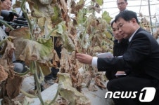구미 불산가스 피해주민들 농작물 죽어가는데 사람은 괜찮다?