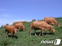 완주군, 자가 소 도축에 수수료 지원