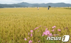 황금빛으로 물든 들녘