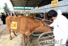 나주서 전남 한우경진대회…11마리 우수 소 선발