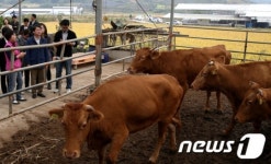 축사 둘러보는 안철수 후보
