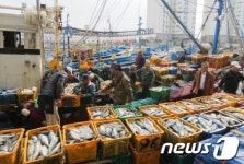 [사진] 방어가 풍년일세