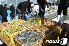 전남 진도 앞바다 속 꽉찬 가을 꽃게 풍년