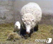 [지구촌화제] 15년 전 탄생한 복제양 돌리의 아버지, 키스 캠벨 사망