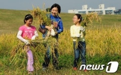 올림픽 공원 시민 벼베기 체험