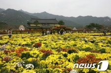 제6회 왕인국화축제, 27일부터 전남 영암 왕인박사유적지에서 열려