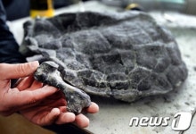 [지구촌화제]세계에서 가장 오래된 거북이 화석을 소개합니다