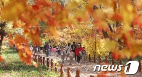 [사진] 오색단풍으로 물든 천년의 숲 경남 함양 상림공원