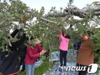 농협 충남지역본부, 예산 ‘알토란사과마을’서  도시민 농촌 체험 개최