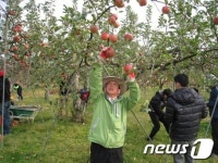 [사진]상주시, 사과따기 일손돕기