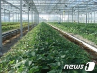 충남농기원, 자체 개발한 딸기 ‘설향’과 ‘매향’, ‘금향’ 분양한다