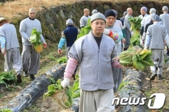 송광사 스님들 김장배추 뽑기 울력