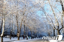 눈꽃 핀 청주 가로수길