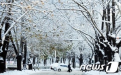 눈꽃 핀 청주 가로수길