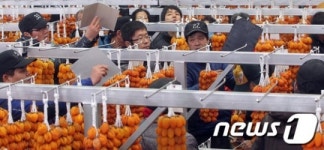 곶감 경매 현장속으로