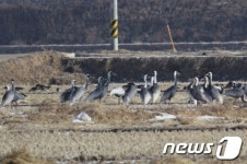 구미 낙동강에 두루미 100여마리 찾아