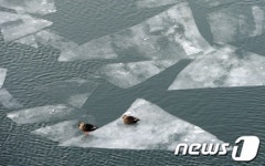 청둥오리들의 쉼터