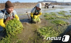 전주 미나리 수확 한창