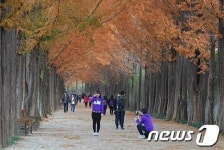 전남 담양, 메타세쿼이아길 치유의 숲으로 인기
