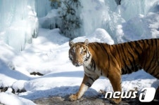 얼음 호랑이