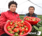 상큼한 겨울 별미, 서산 황토딸기 맛보세요