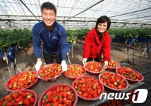 비타민의 보고 산청딸기 출하