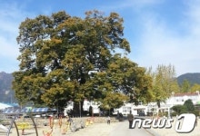 전남 담양군, 한재초등학교에 문화유적 학교숲 조성