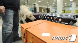 청주공항에 등장한 마약 탐지견