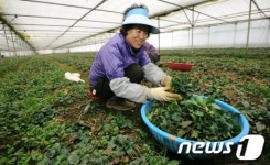 봄내음 물씬 풍기는 취나물 수확현장